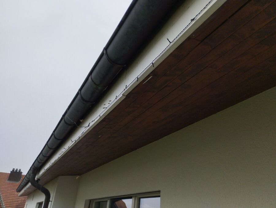 wespennest_entfernen