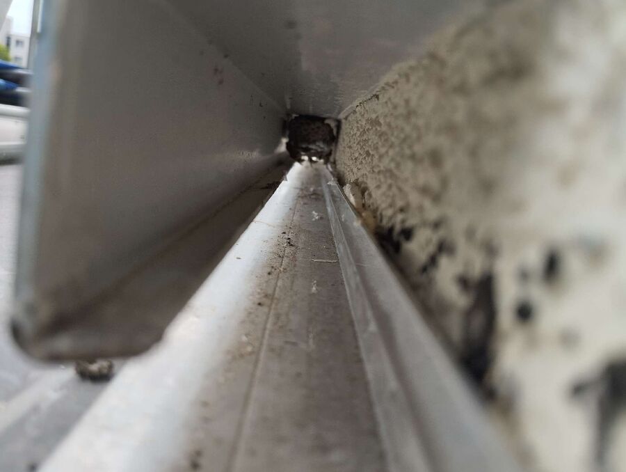 wespennest_entfernen