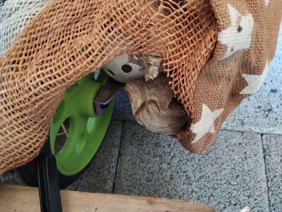 wespennest_entfernen