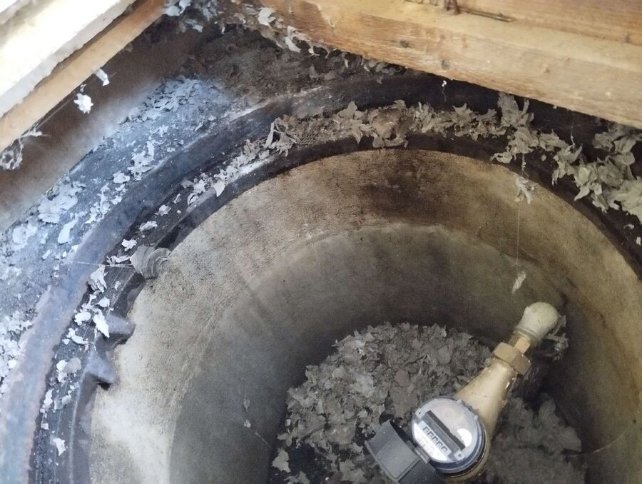 wespennest_entfernen