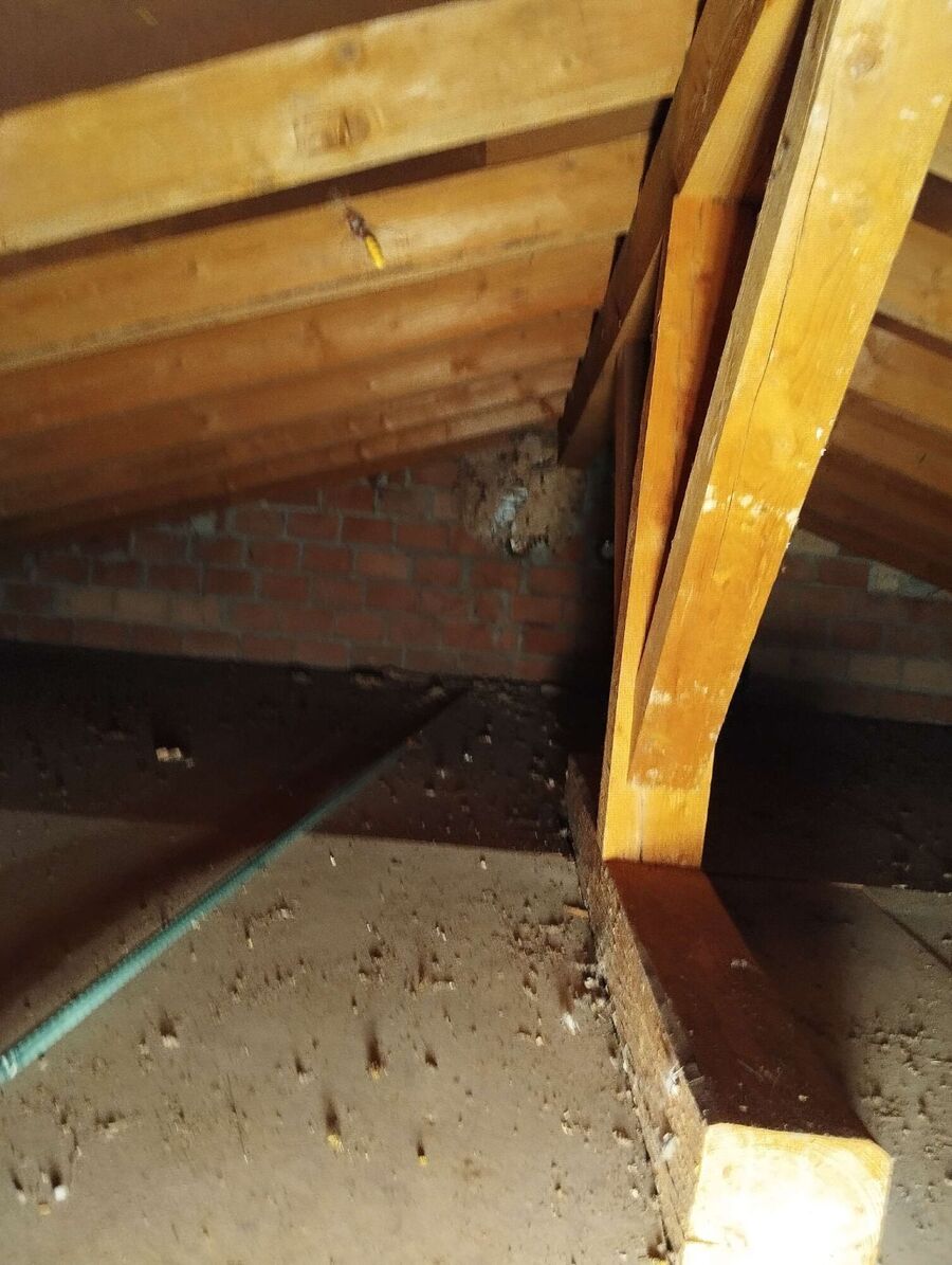 wespennest_entfernen