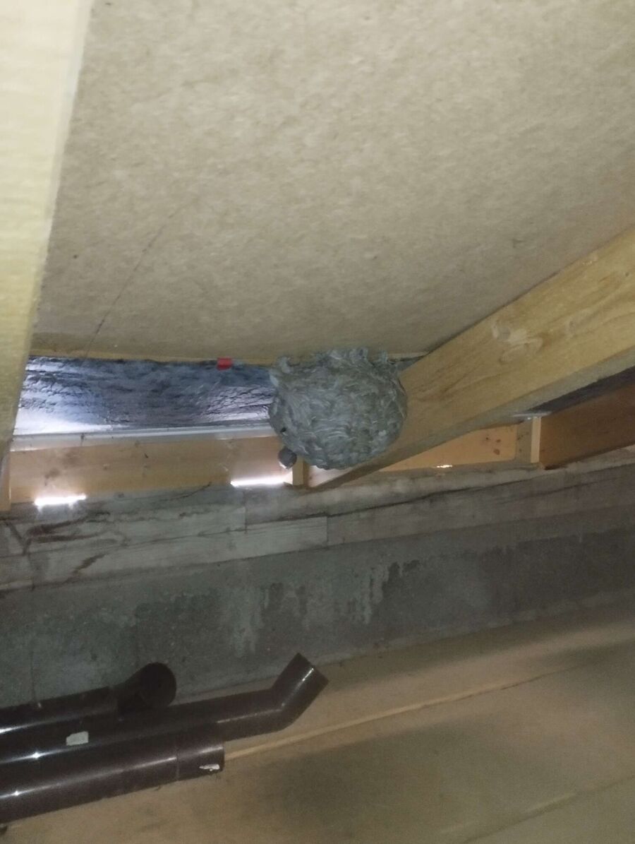 wespennest_entfernen