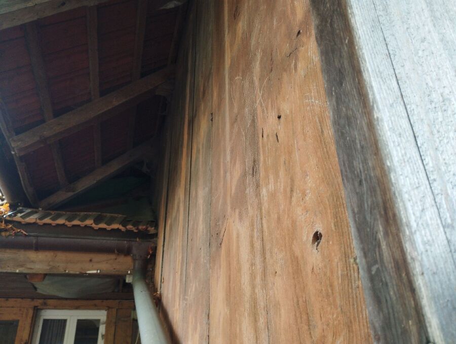 wespennest_entfernen