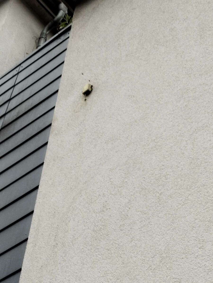 wespennest_entfernen