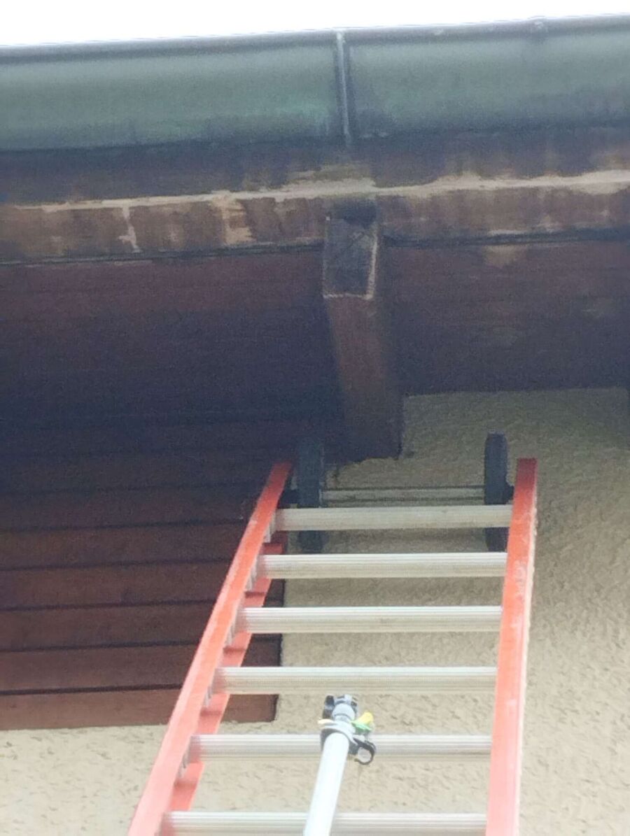 wespennest_entfernen