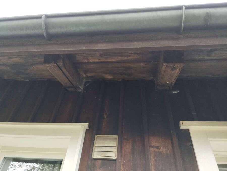 wespennest_entfernen