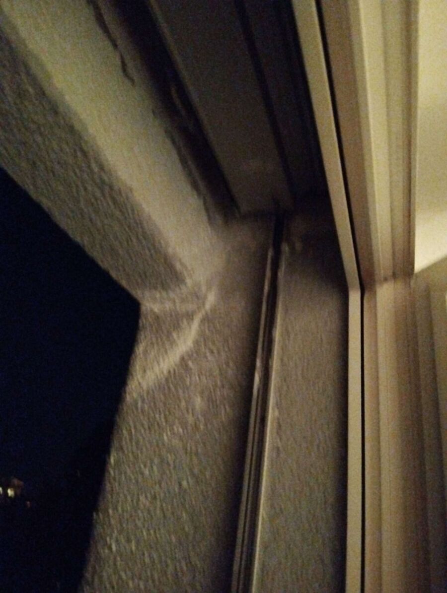 wespennest_entfernen