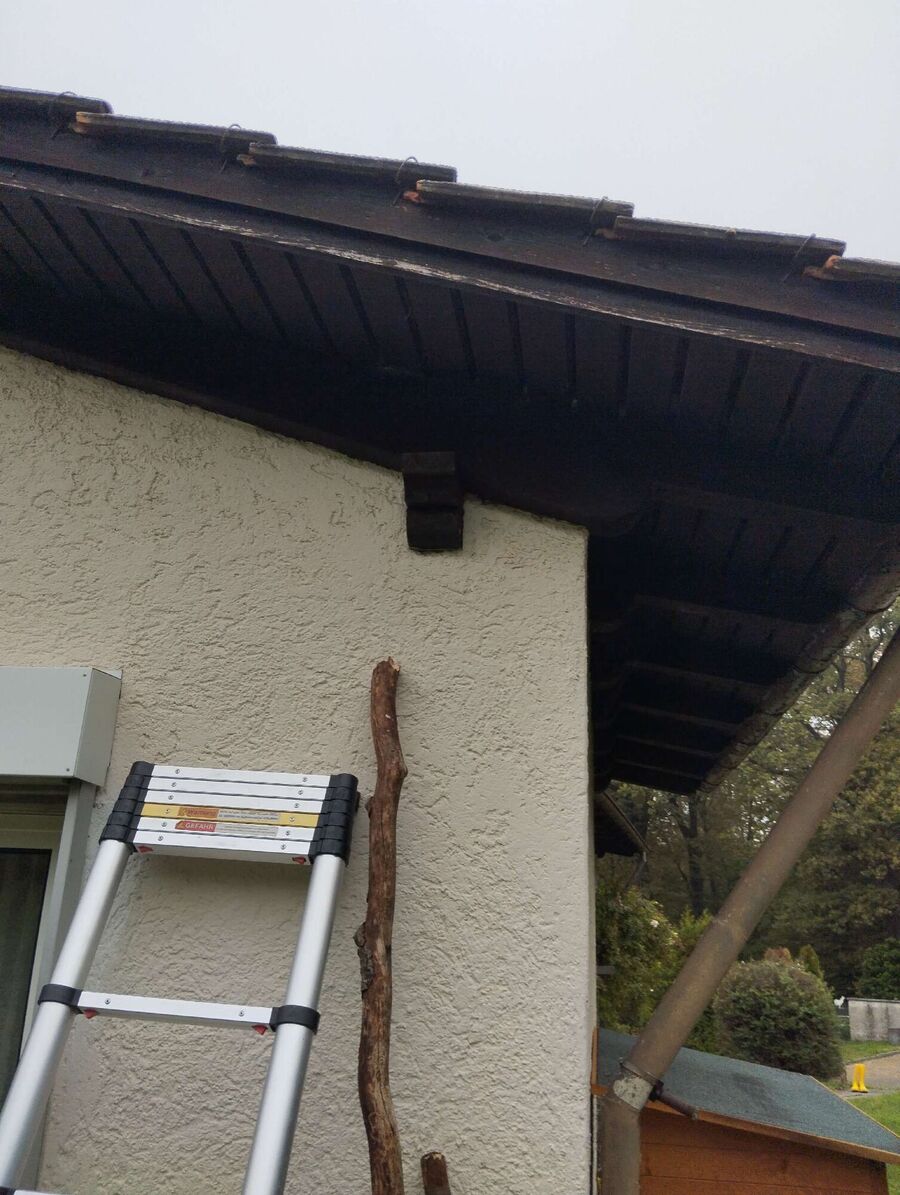 wespennest_entfernen