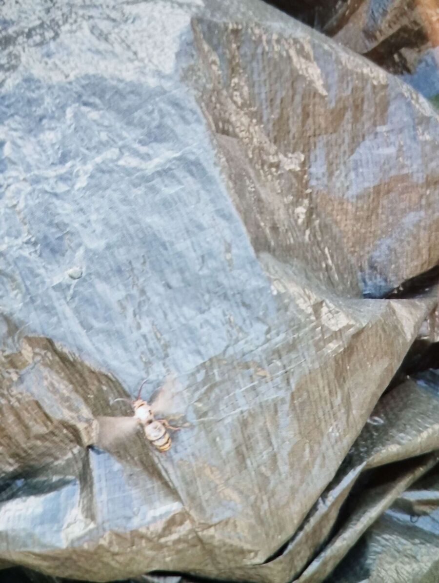 wespennest_entfernen