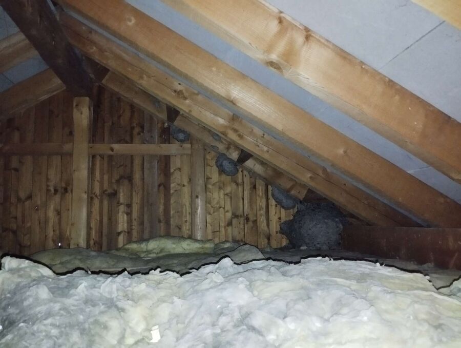 wespennest_entfernen