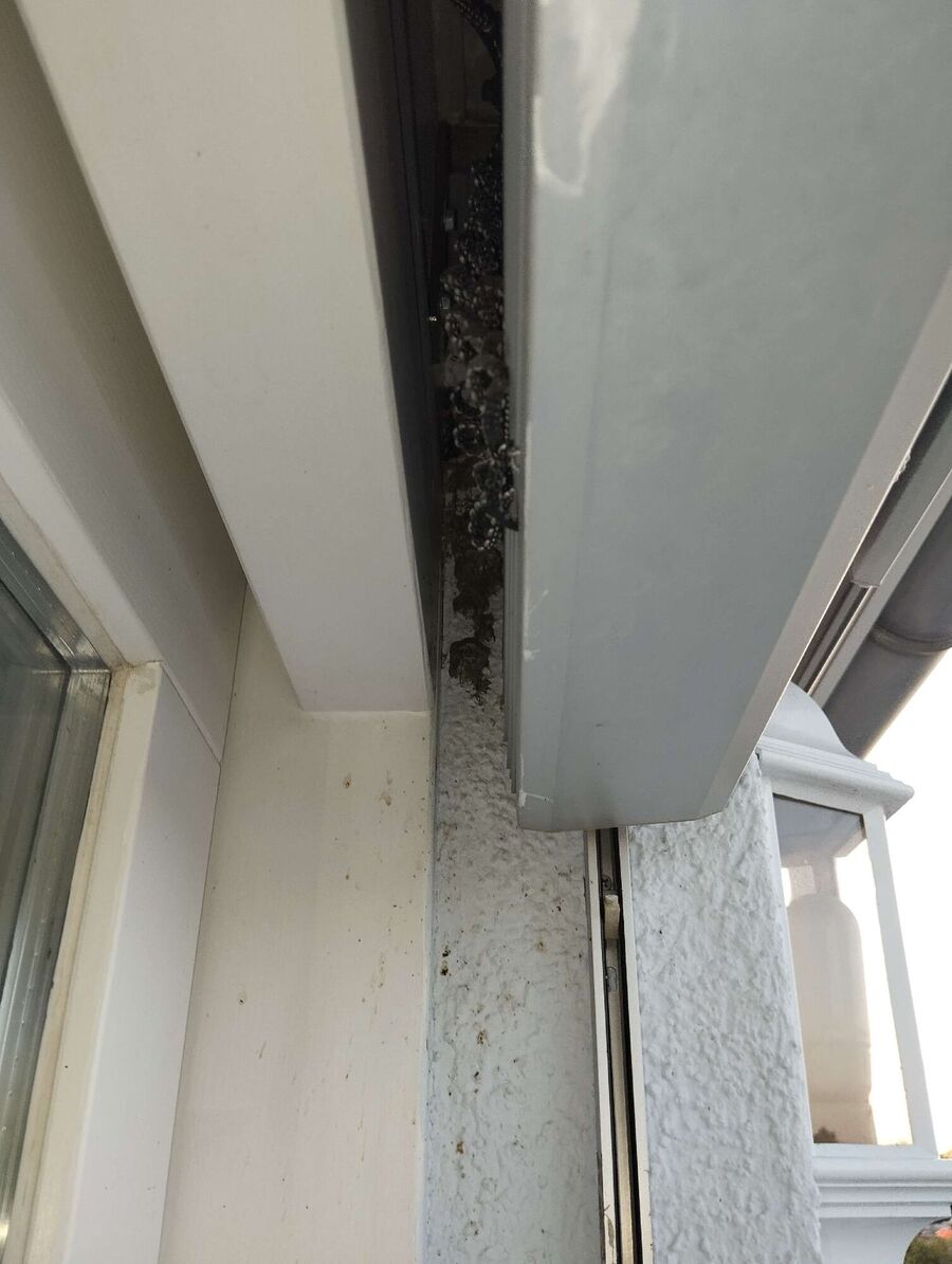 wespennest_entfernen