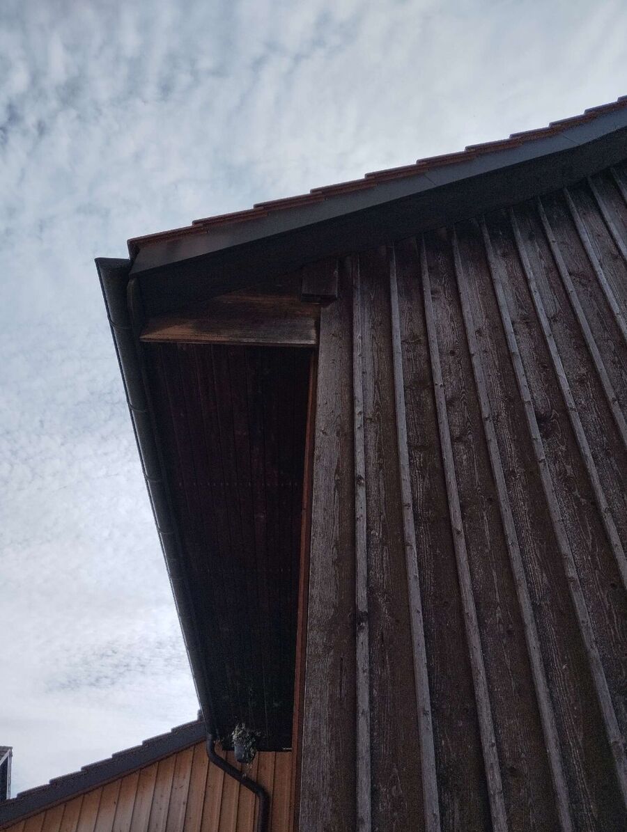 wespennest_entfernen