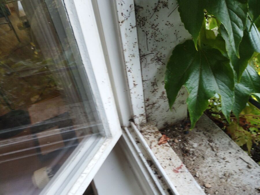 wespennest_entfernen