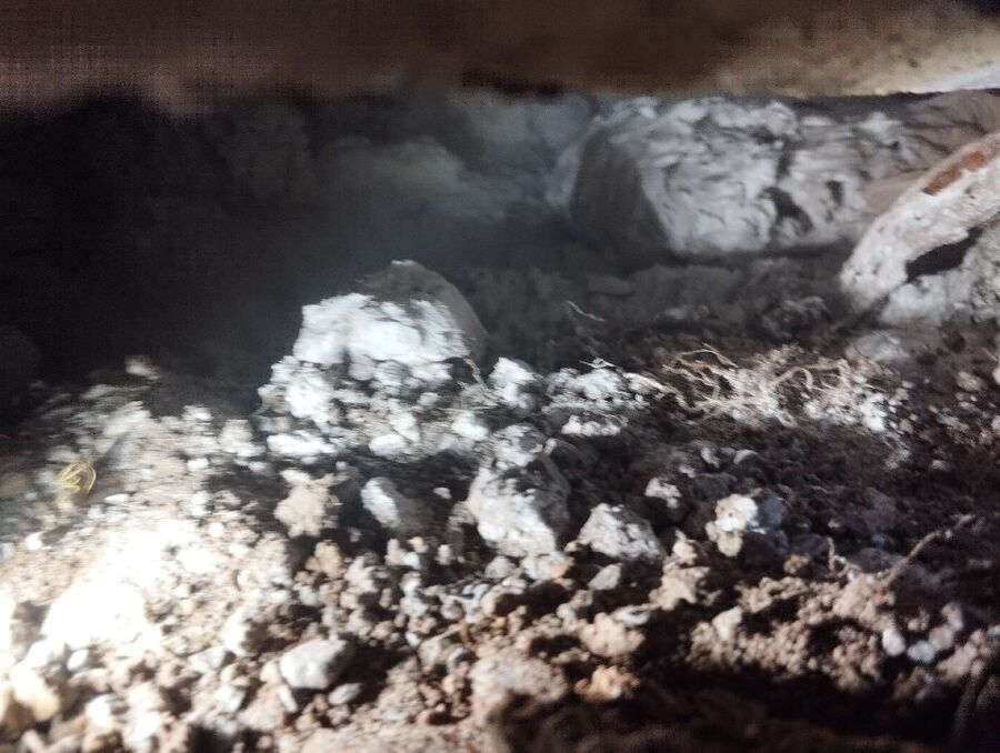 wespennest_entfernen