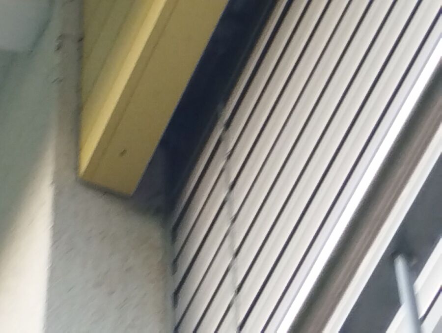 wespennest_entfernen