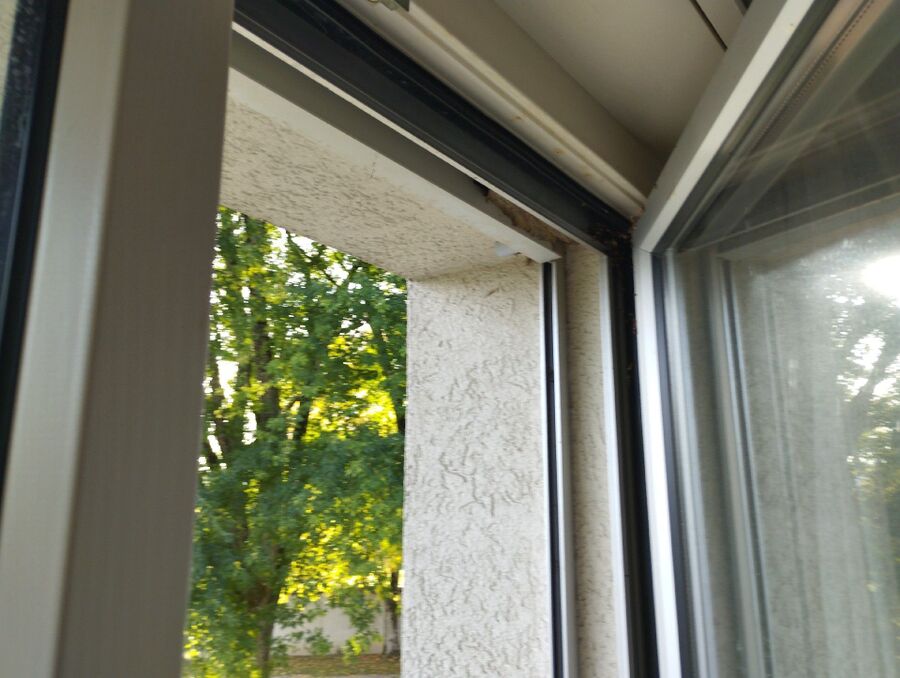 wespennest_entfernen