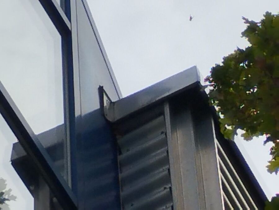 wespennest_entfernen