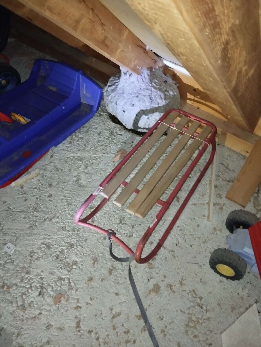 wespennest_entfernen