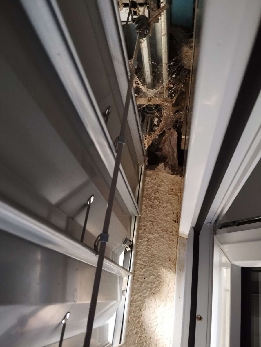 wespennest_entfernen