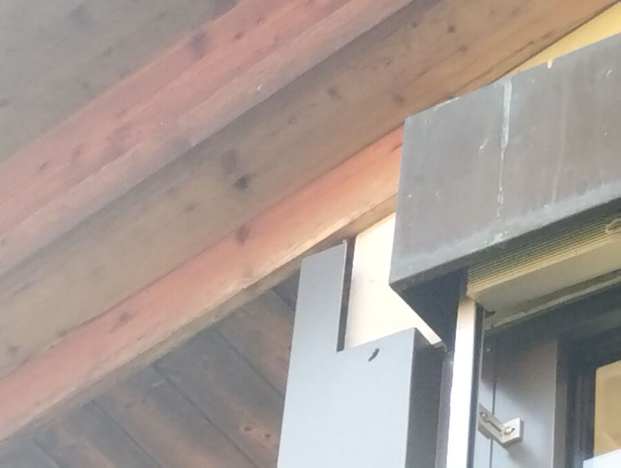 wespennest_entfernen