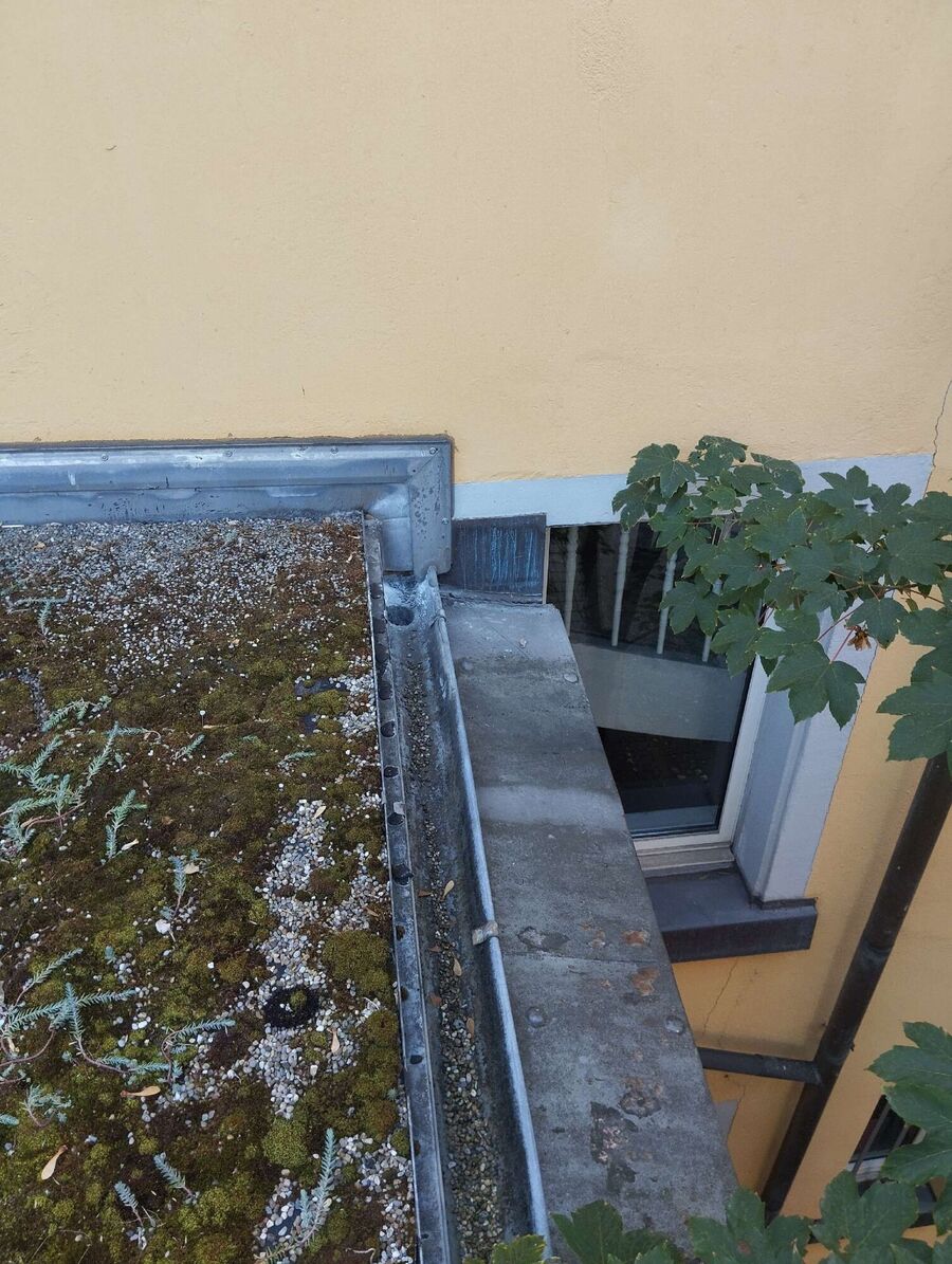 wespennest_entfernen