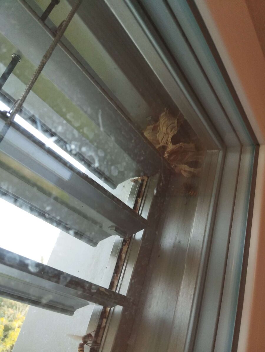 wespennest_entfernen