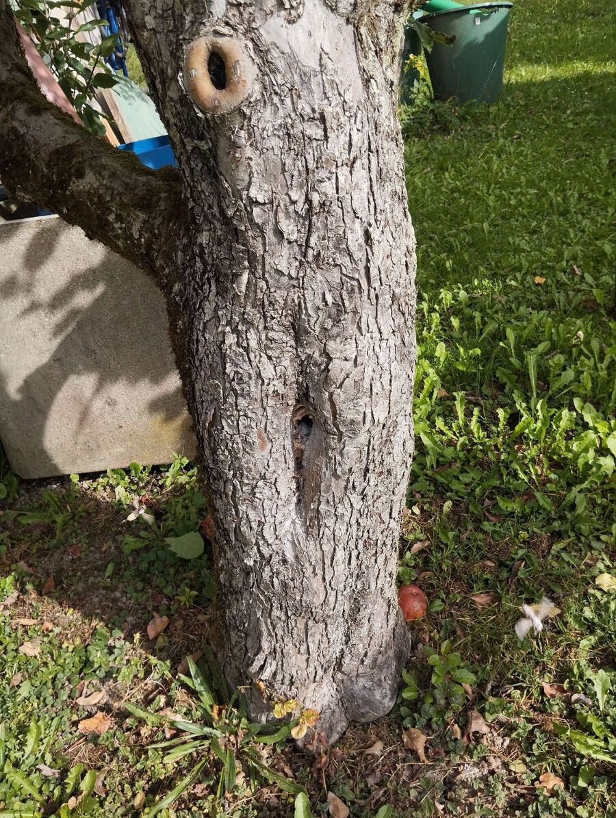 wespennest_entfernen