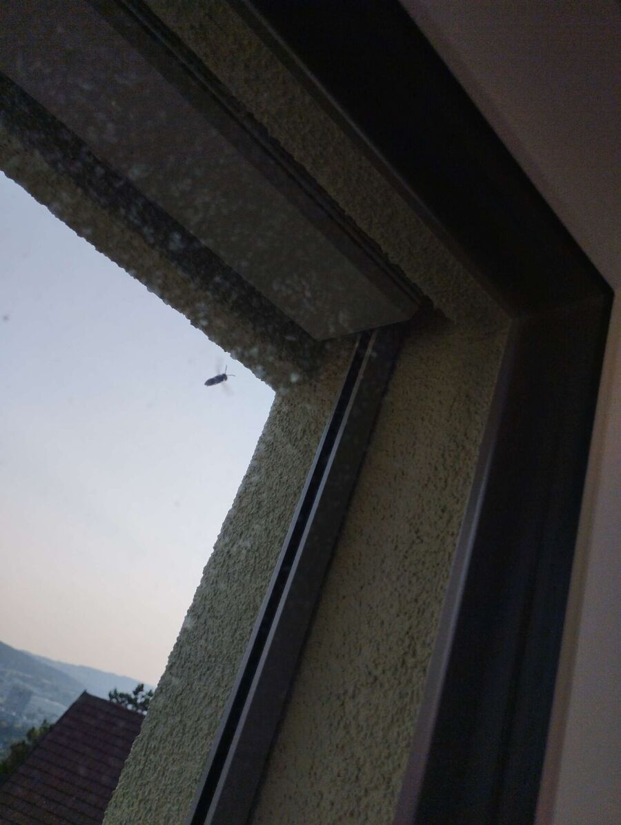 wespennest_entfernen