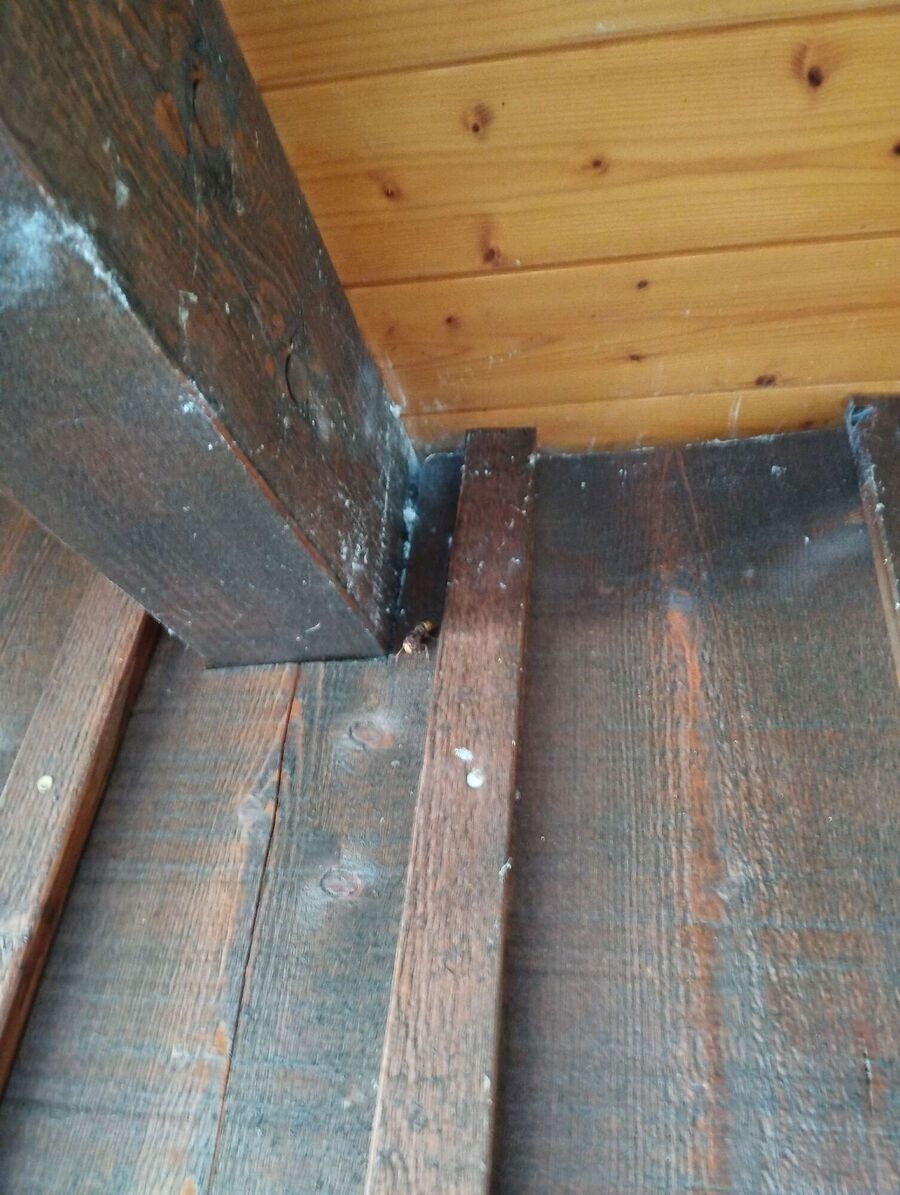 wespennest_entfernen