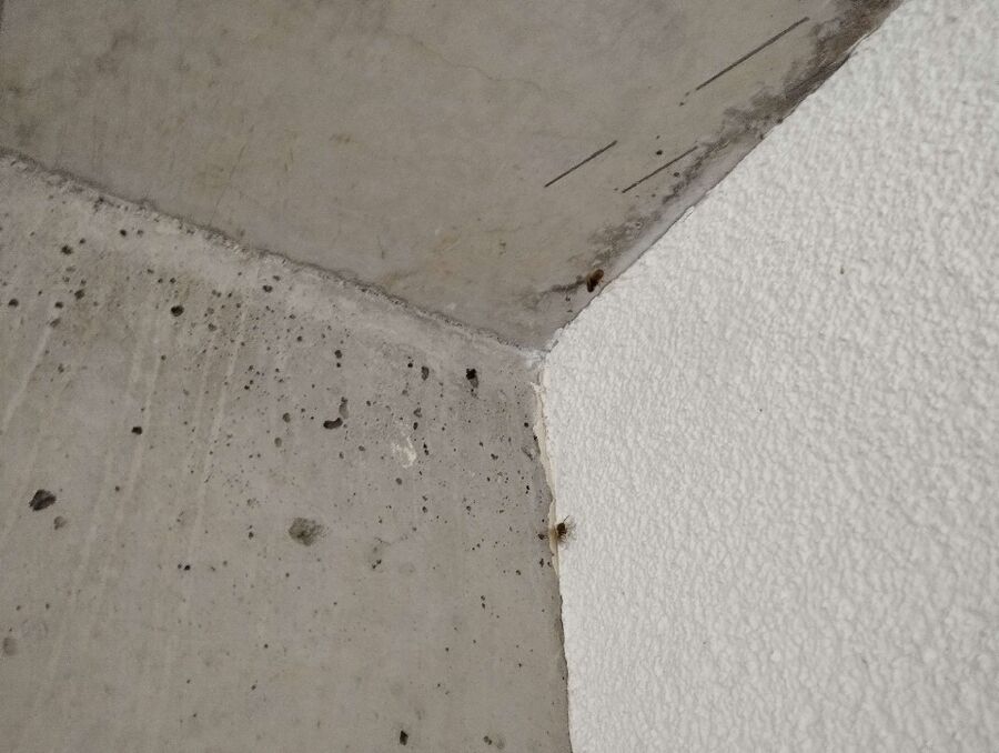 wespennest_entfernen