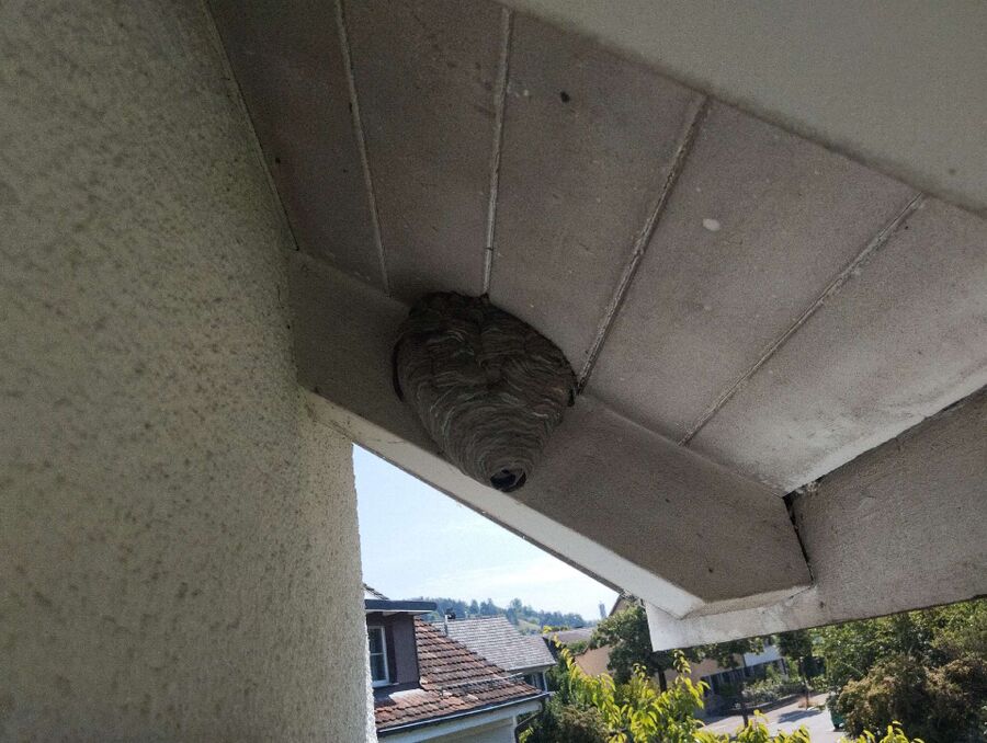 wespennest_entfernen