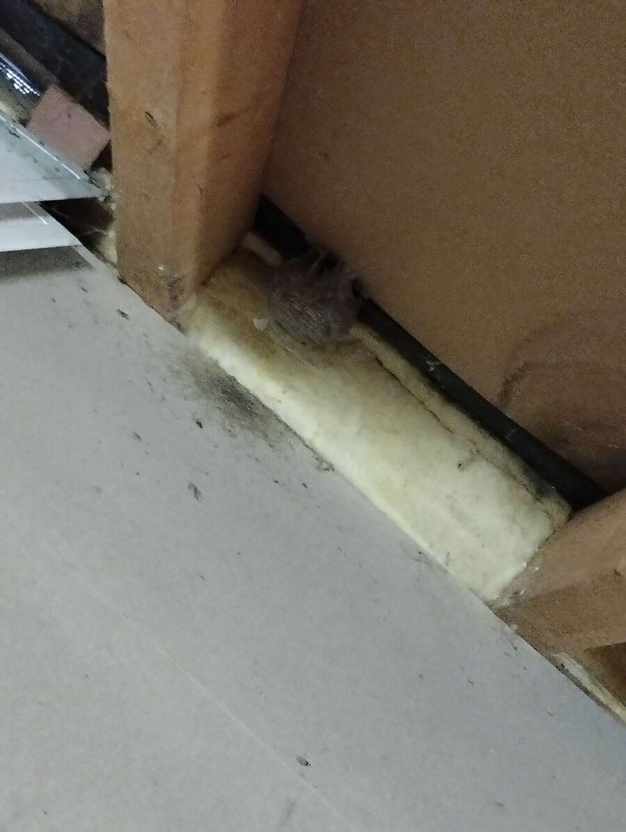 wespennest_entfernen