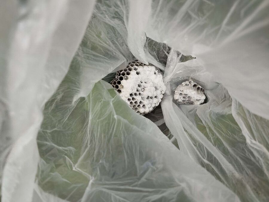 wespennest_entfernen