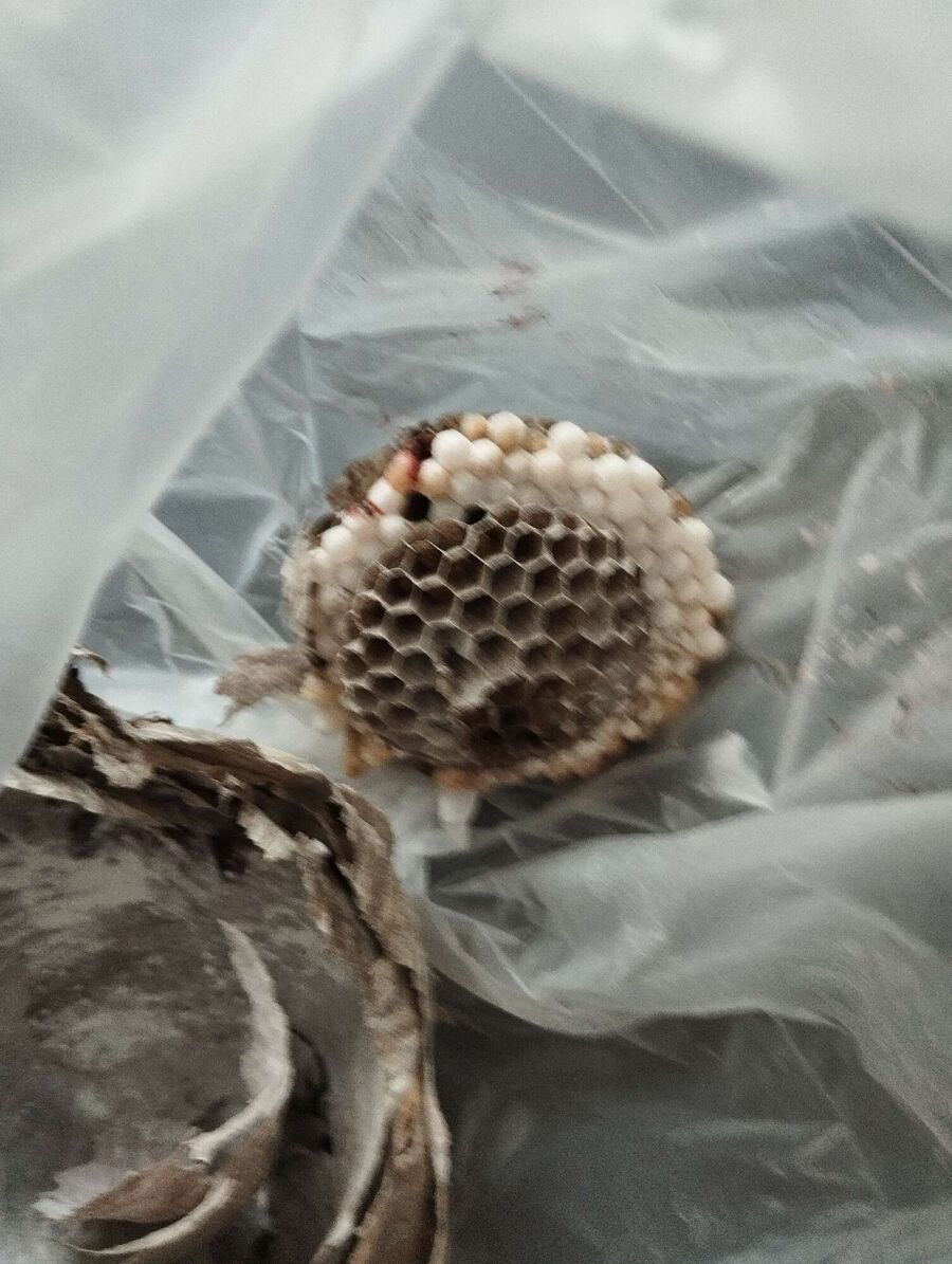 wespennest_entfernen