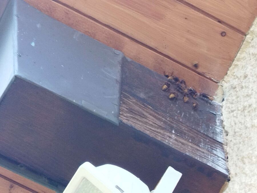 wespennest_entfernen