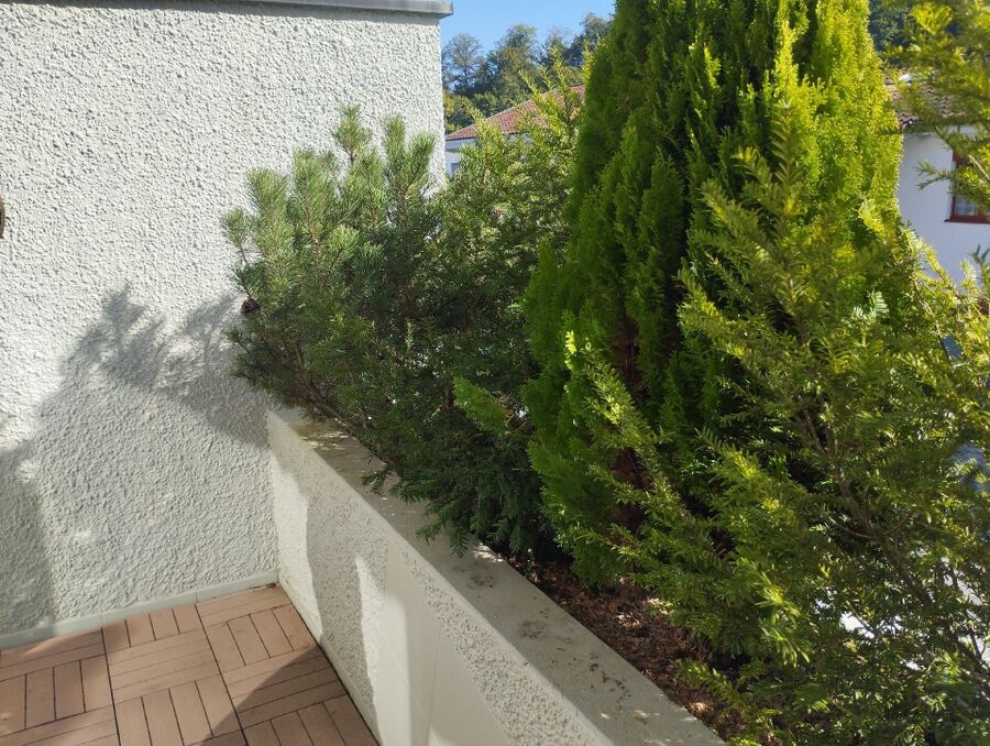 wespennest_entfernen