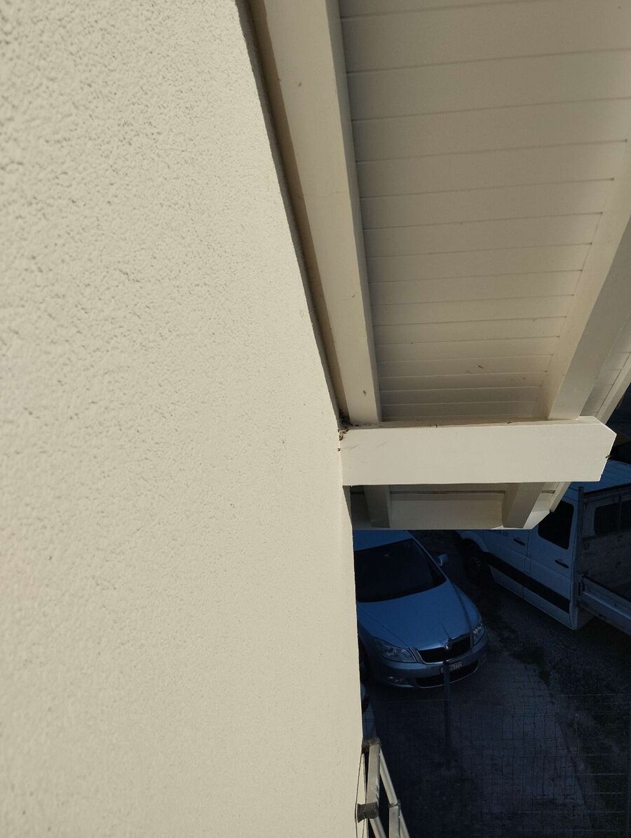 wespennest_entfernen