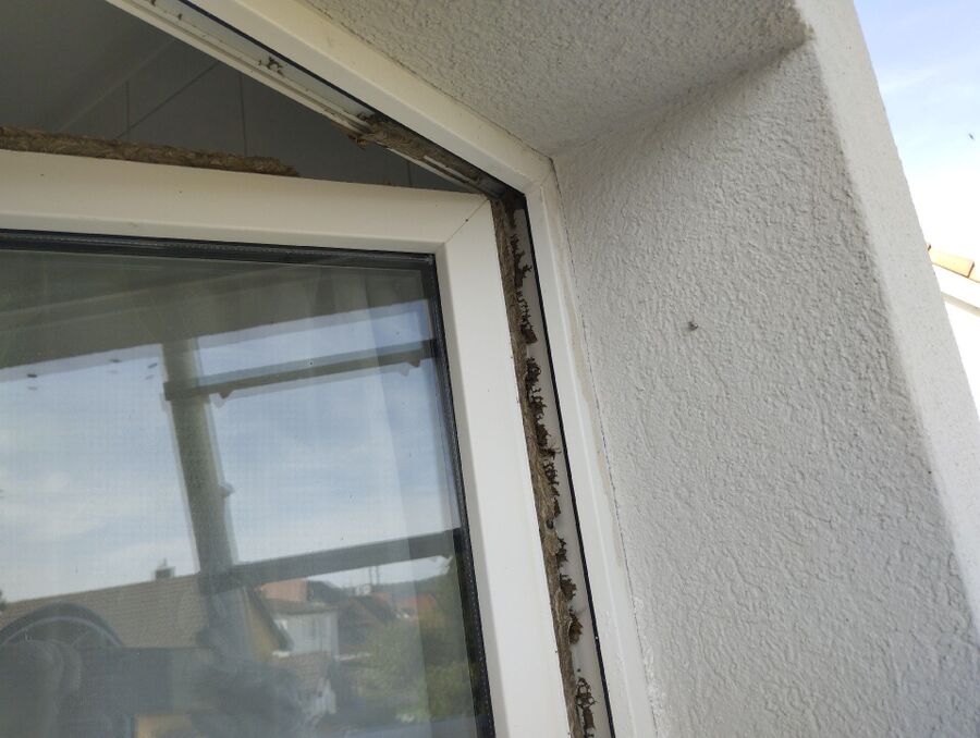 wespennest_entfernen