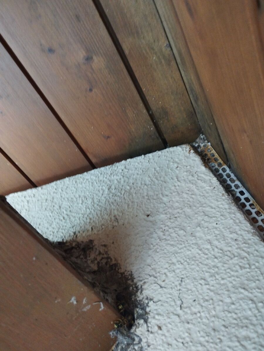 wespennest_entfernen