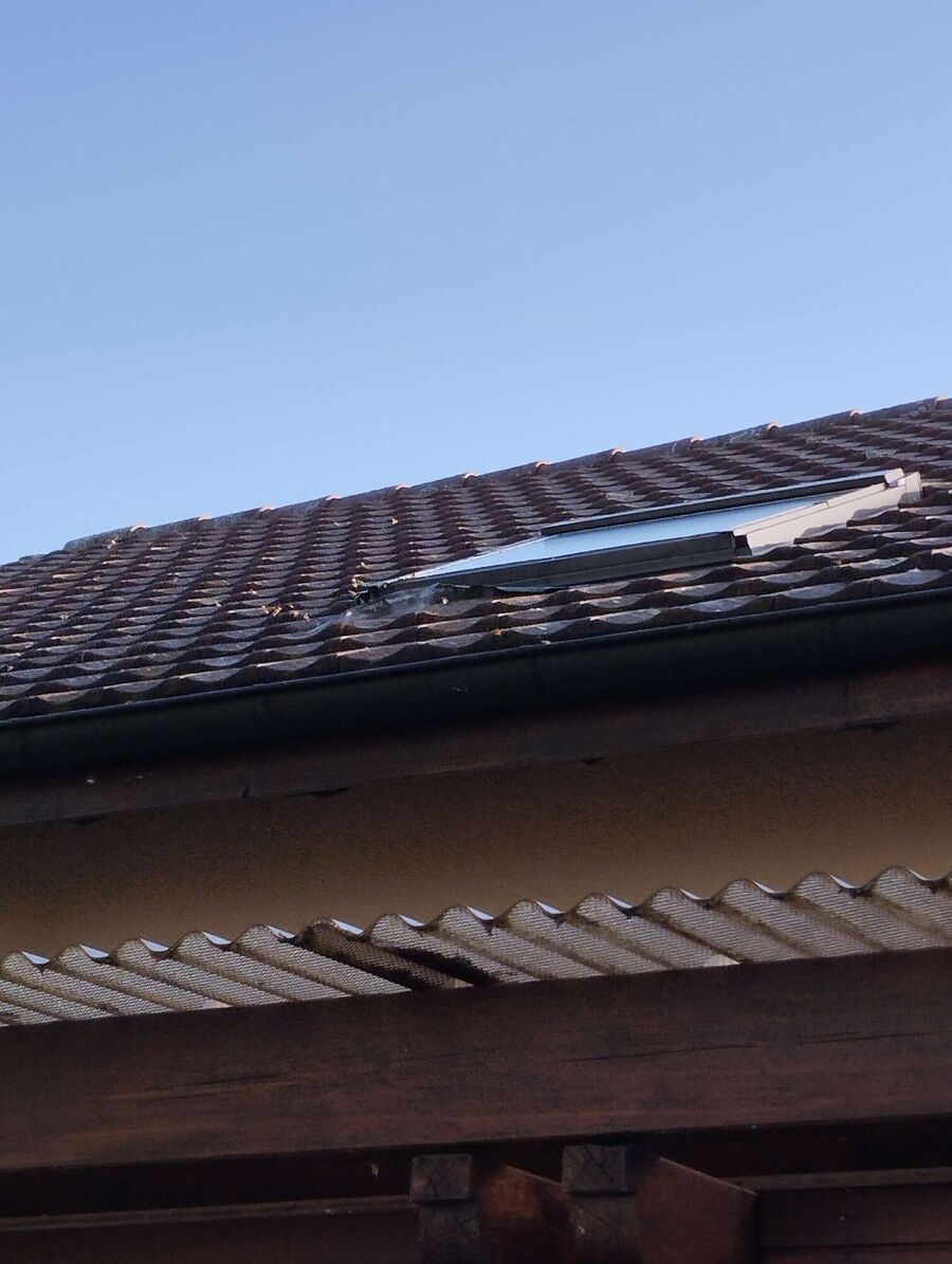 wespennest_entfernen