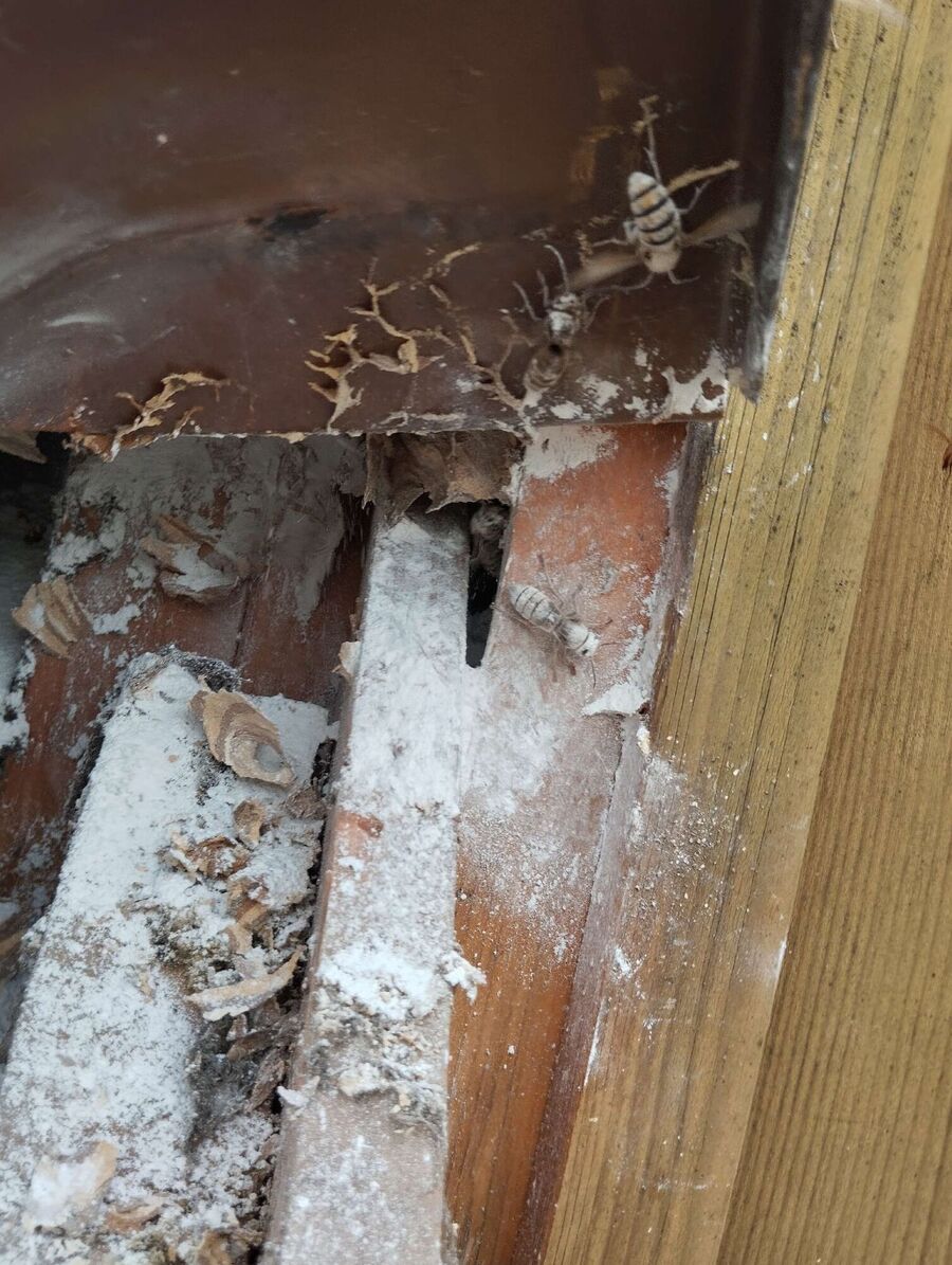 wespennest_entfernen