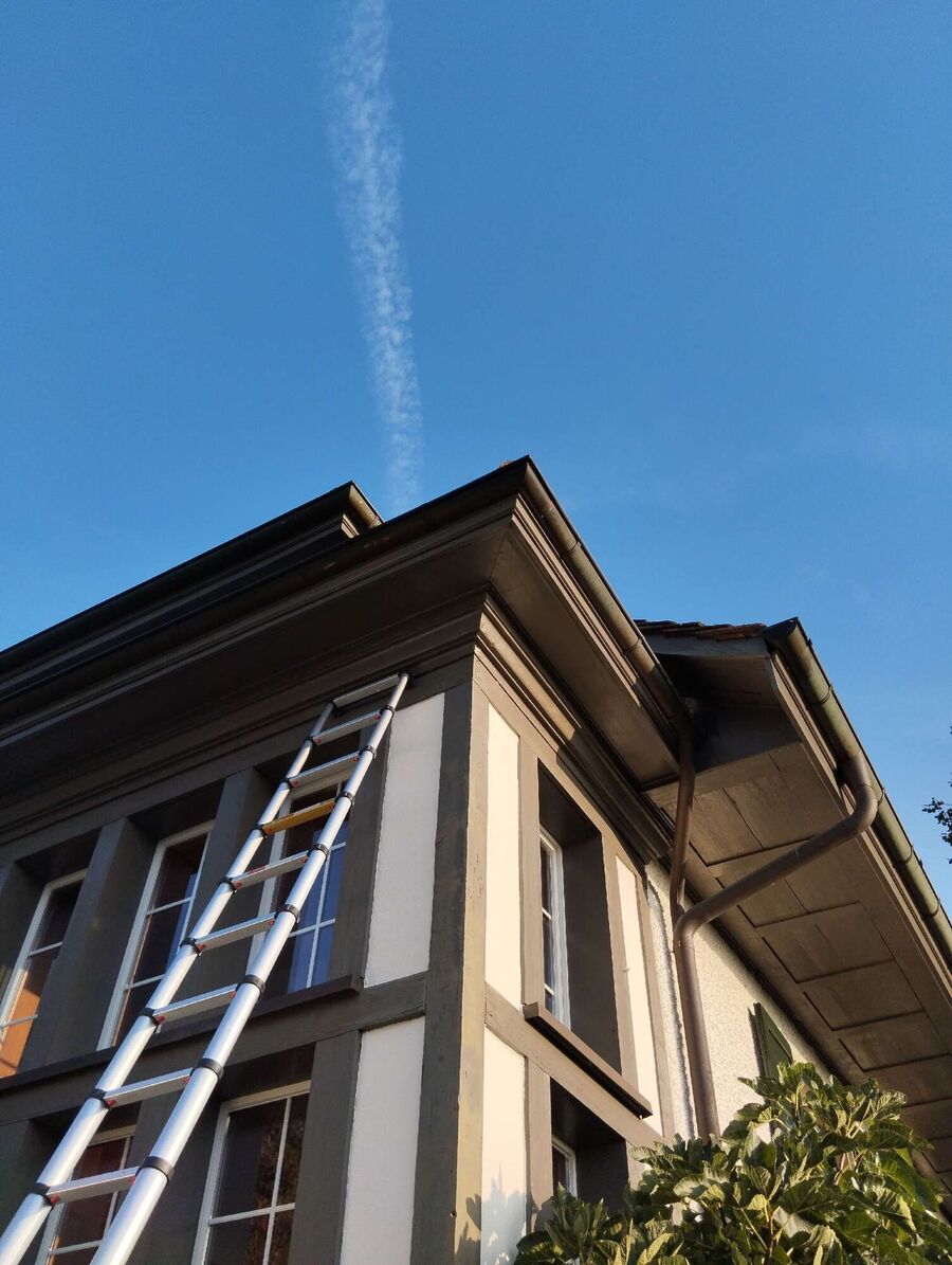 wespennest_entfernen