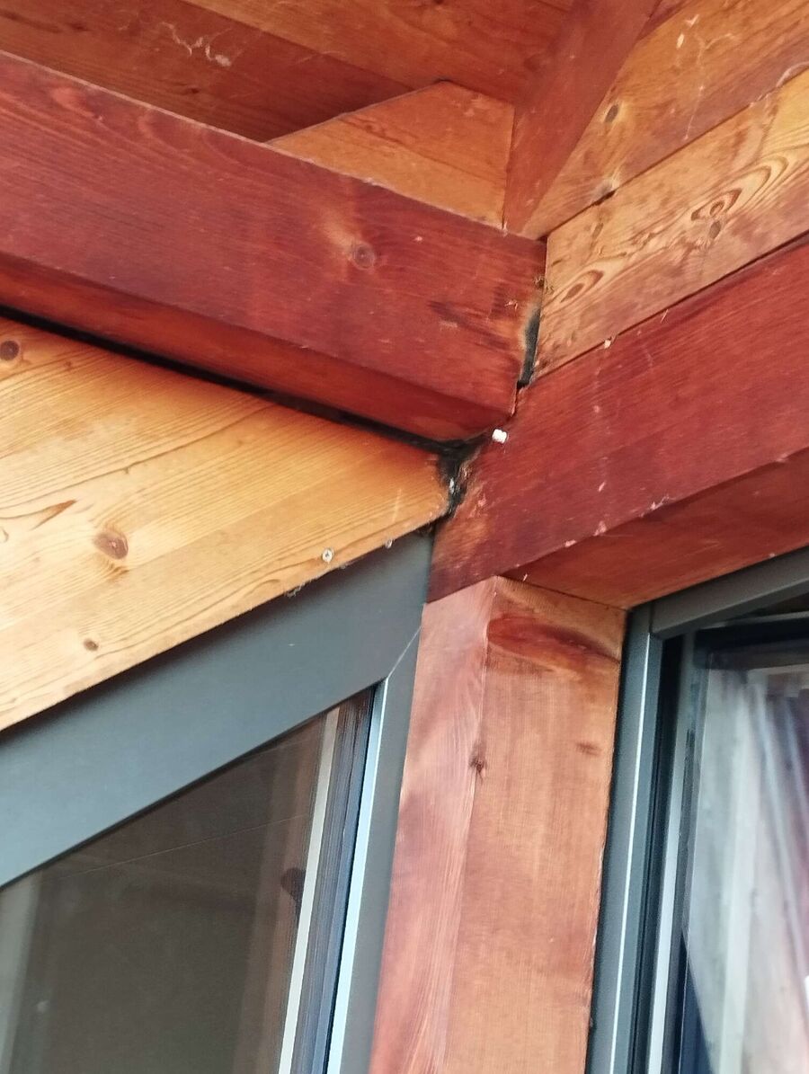 wespennest_entfernen