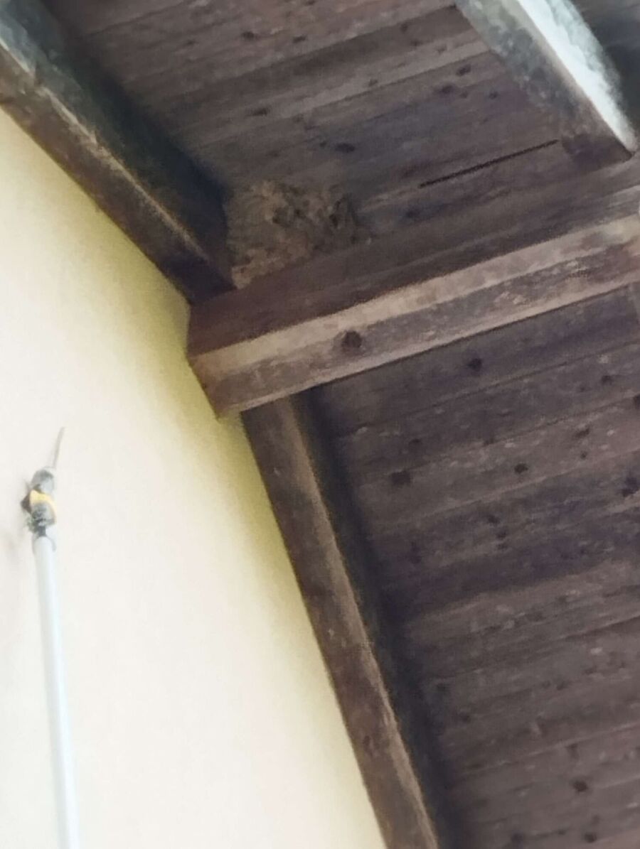 wespennest_entfernen