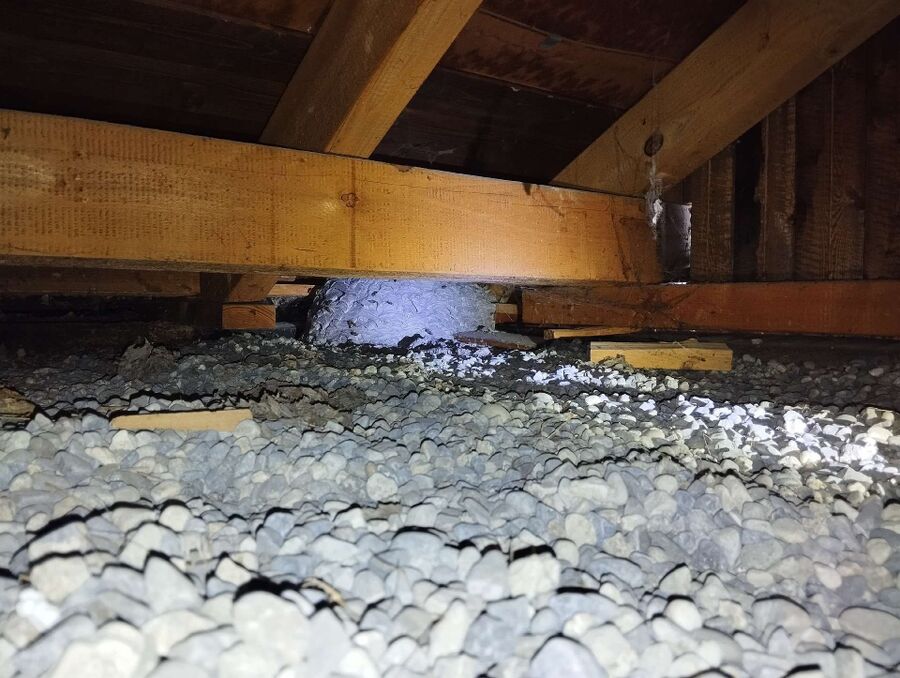 wespennest_entfernen