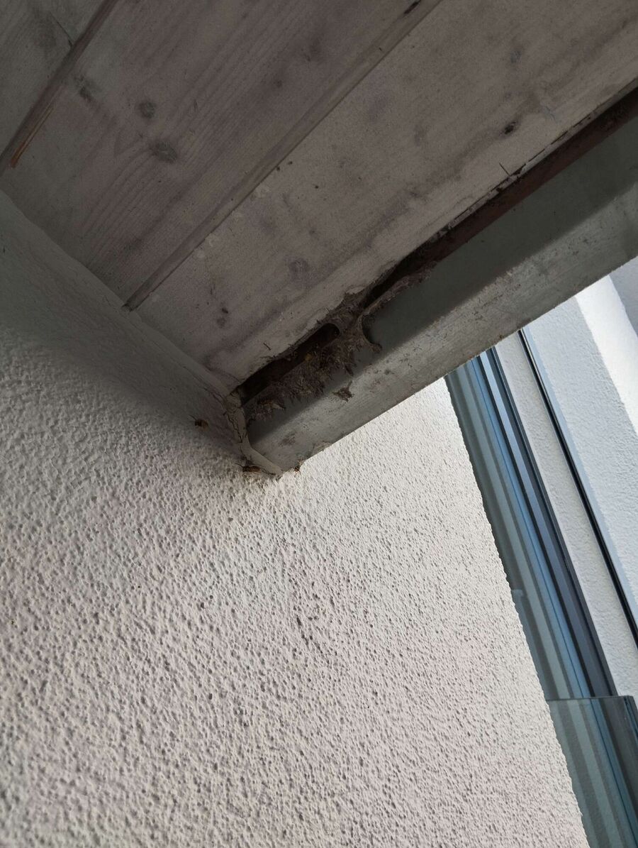 wespennest_entfernen