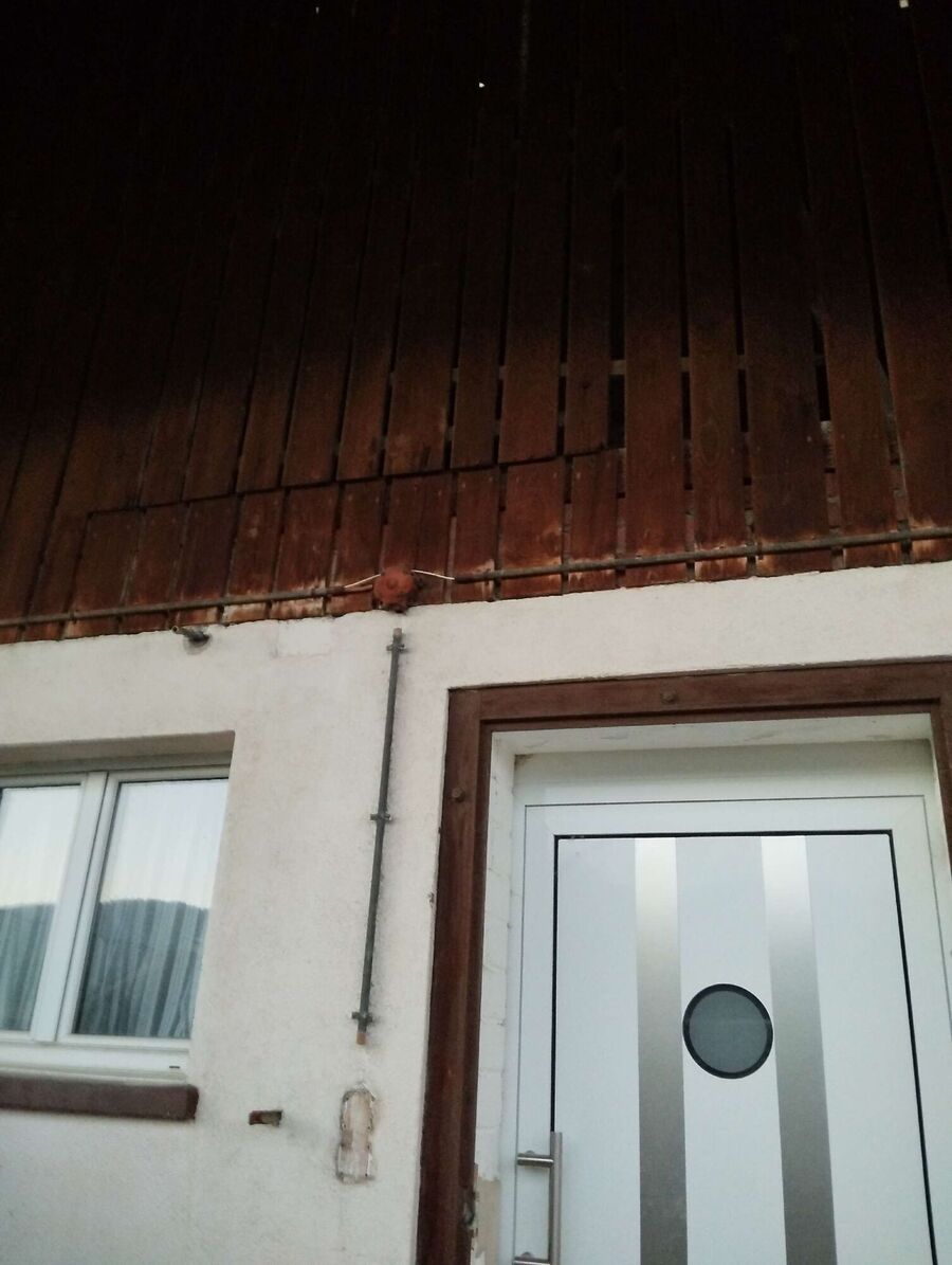 wespennest_entfernen