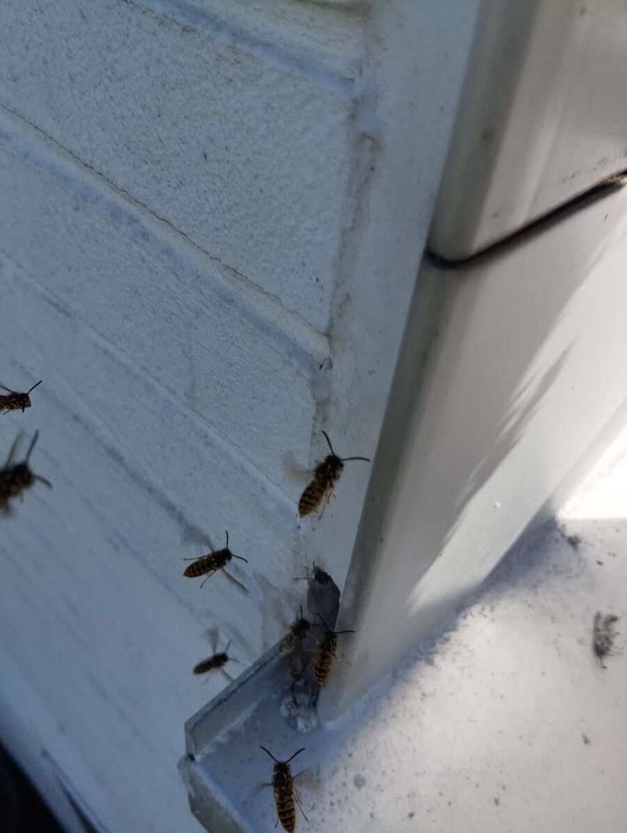 wespennest_entfernen