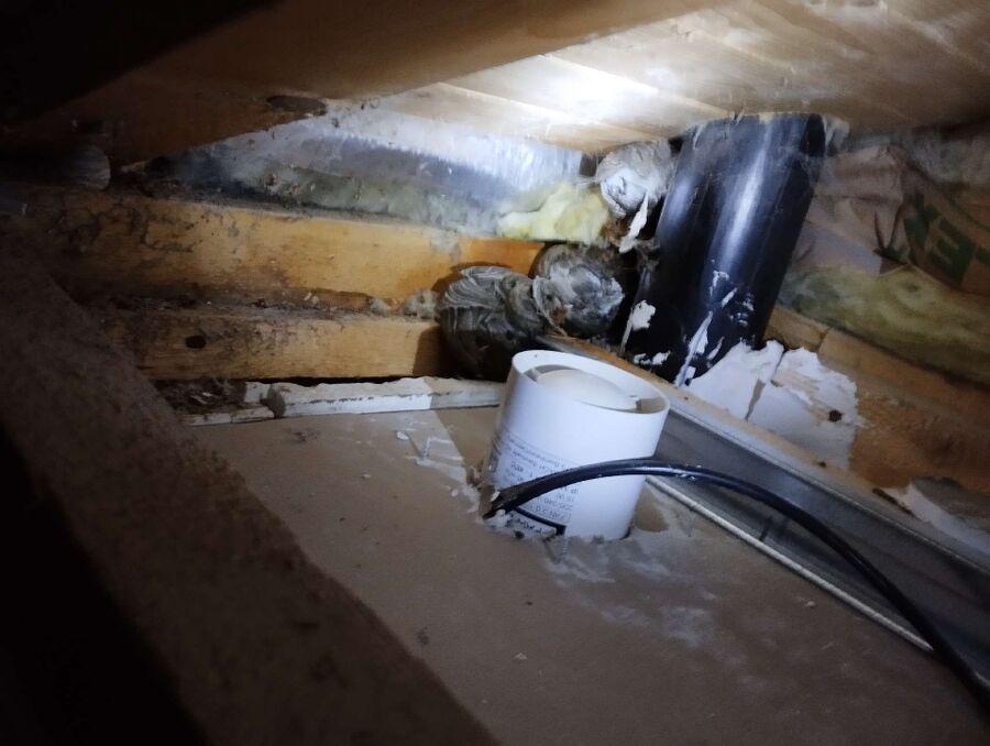 wespennest_entfernen