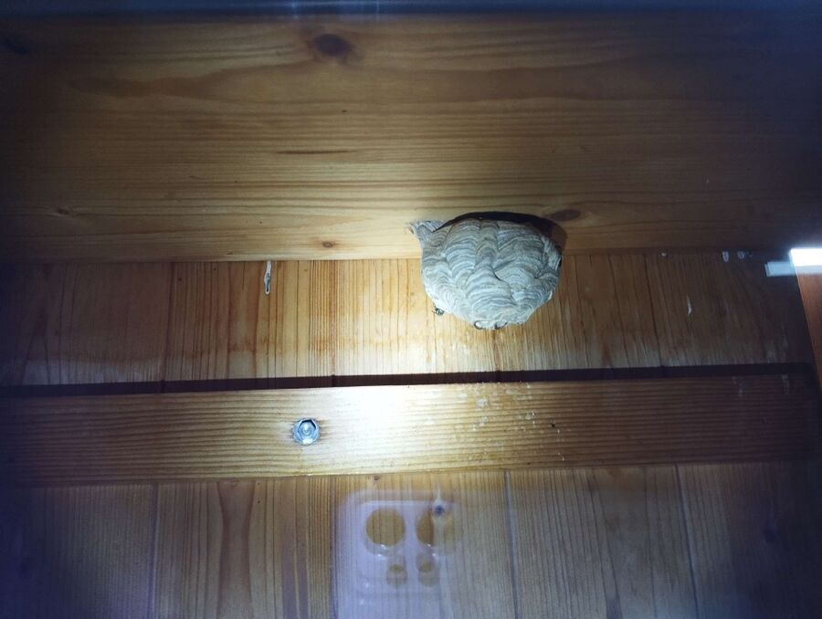 wespennest_entfernen